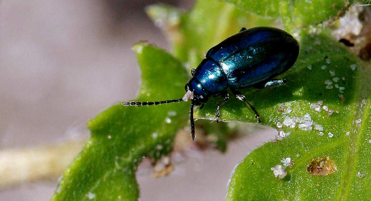10 Tiny Black Bugs That Look Like Poppy Seeds Are They Dangerous?