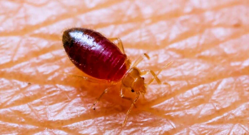 10 tiny black bugs that look like poppy seeds are they dangerous 