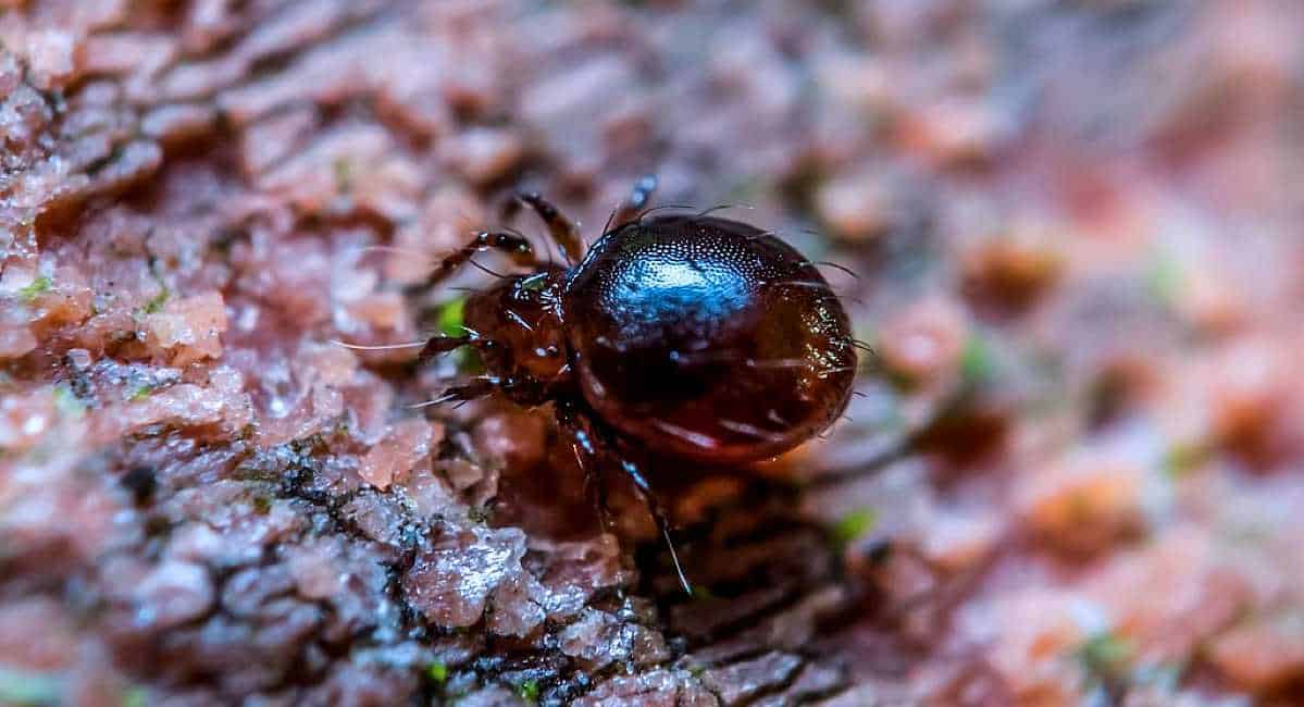 10 Tiny Black Bugs That Look Like Poppy Seeds Are They Dangerous?