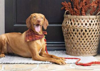 Custom Dog Bandanas for Special Occasions
